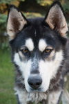 Hondo