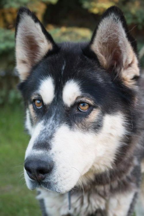 Hondo