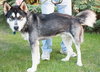 Hondo