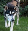 Hondo