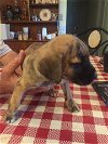 Ba - Puppy - Foster Needed