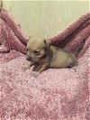Rosey -Puppy