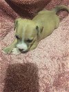 Choco - Puppy - Foster Needed