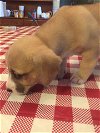Choco - Puppy - Foster Needed