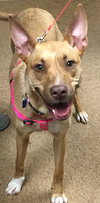 London - URGENT! Foster Needed!