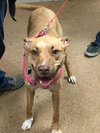 London - URGENT! Foster Needed!