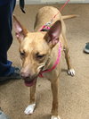 London - URGENT! Foster Needed!