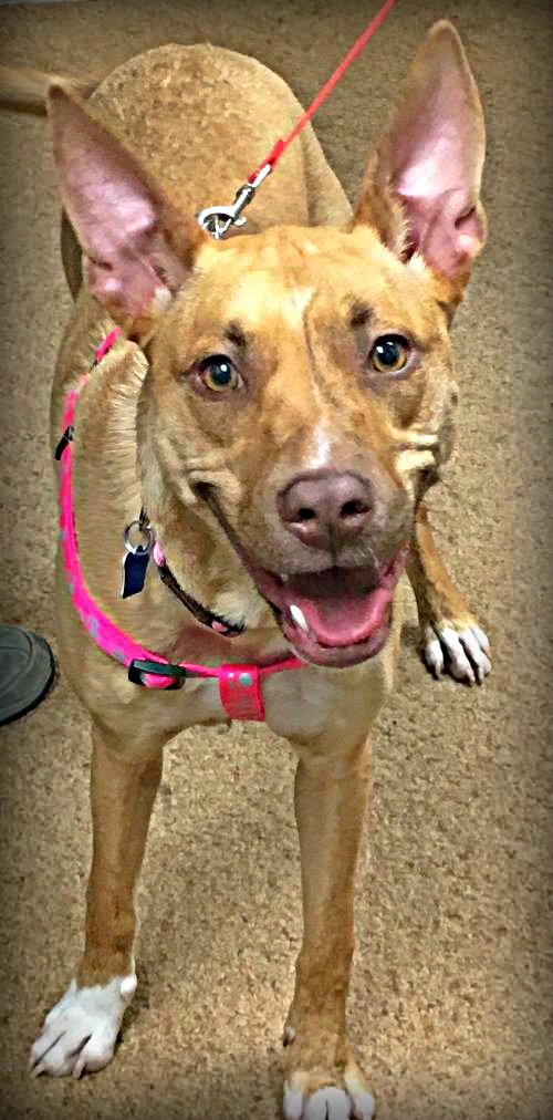 London - URGENT! Foster Needed!