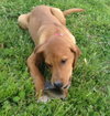 Aster