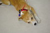 Trish -Puppy