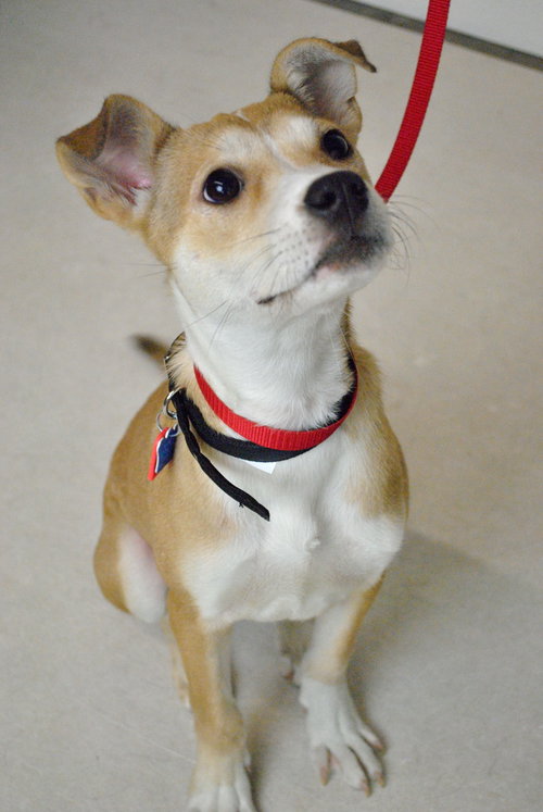 Trish -Puppy