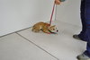 Trish -Puppy