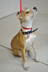 Trish -Puppy