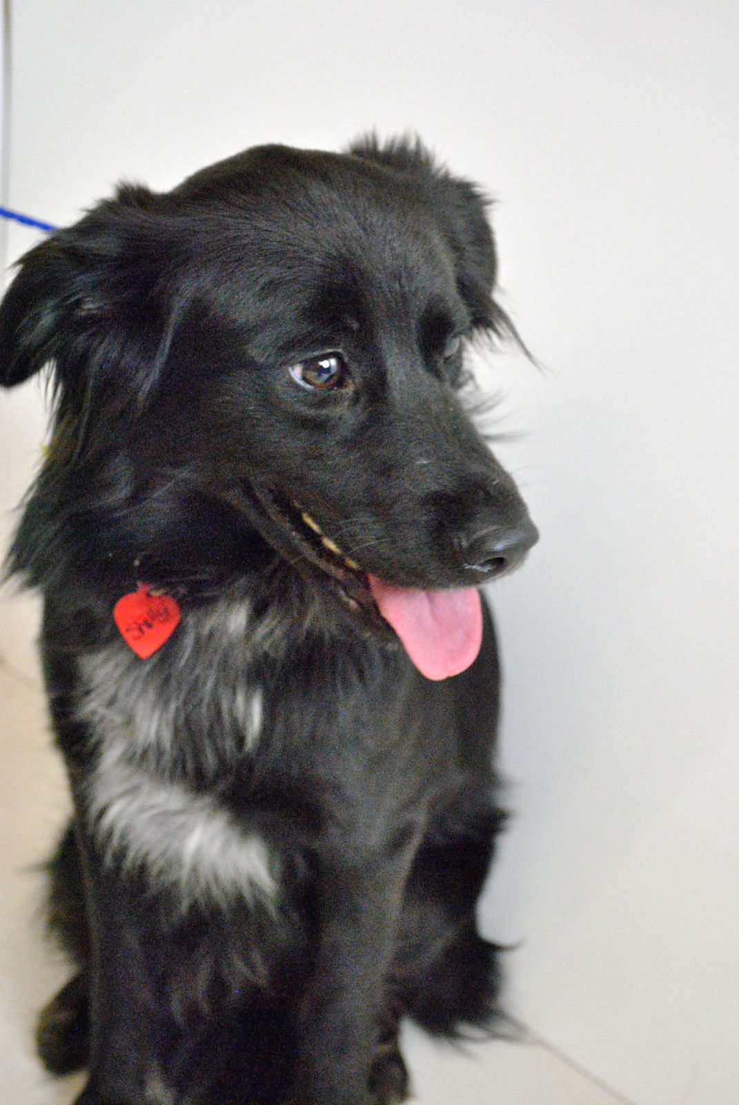 Flat coated retriever collie hot sale mix