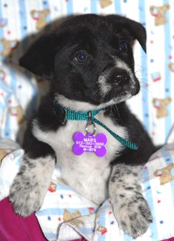 Opie
