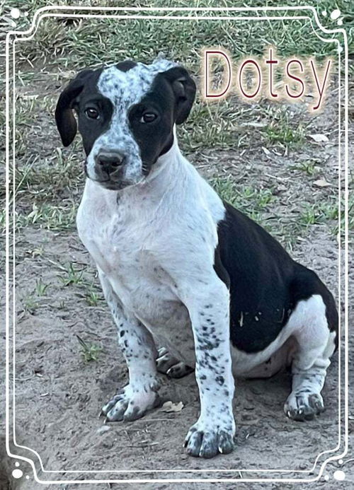 Dotsy