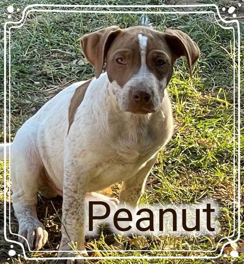 Peanut