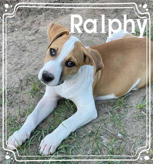 Ralphy