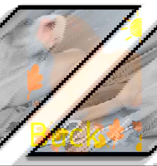 Buck