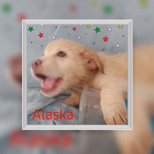 Alaska