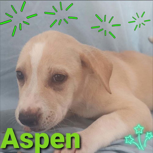 Aspen