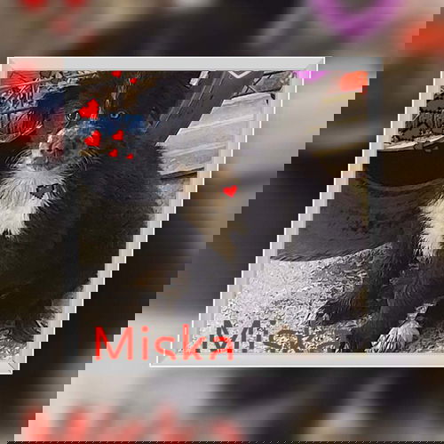 Miska