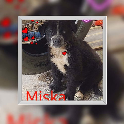 Miska