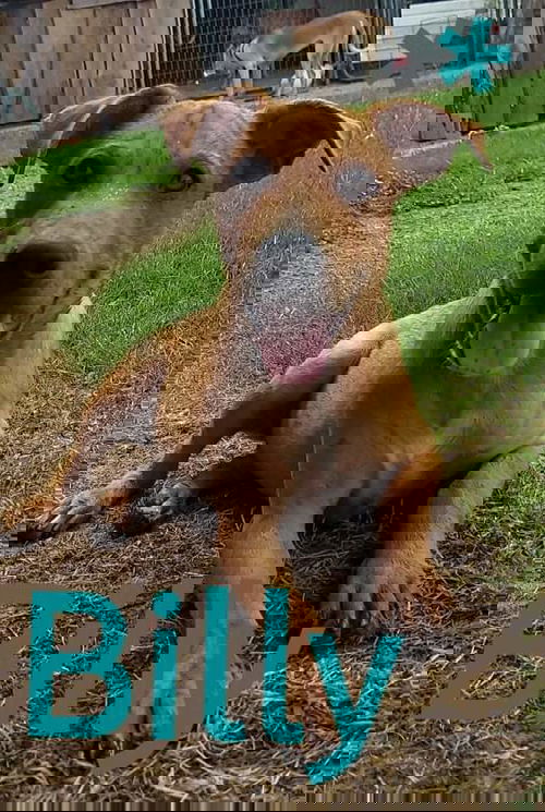 Billy