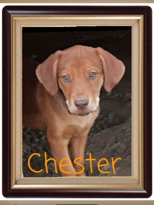 Chester