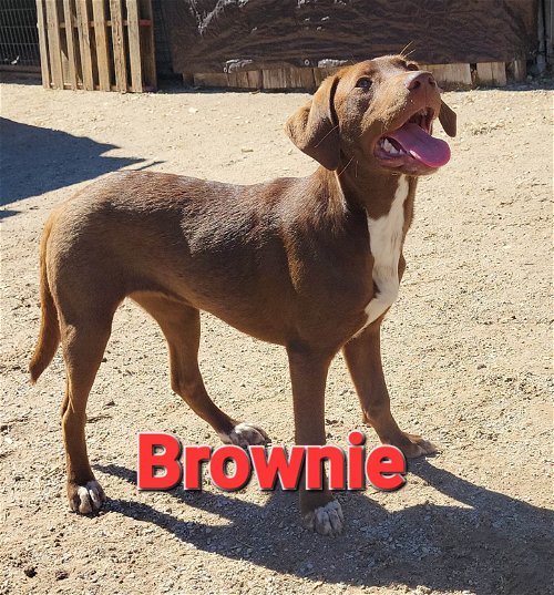 Brownie (8th St litter)