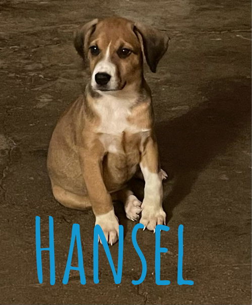 Hansel