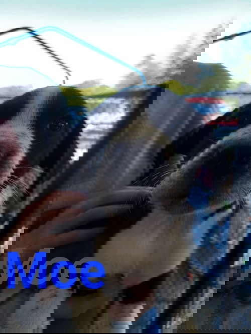 Moe