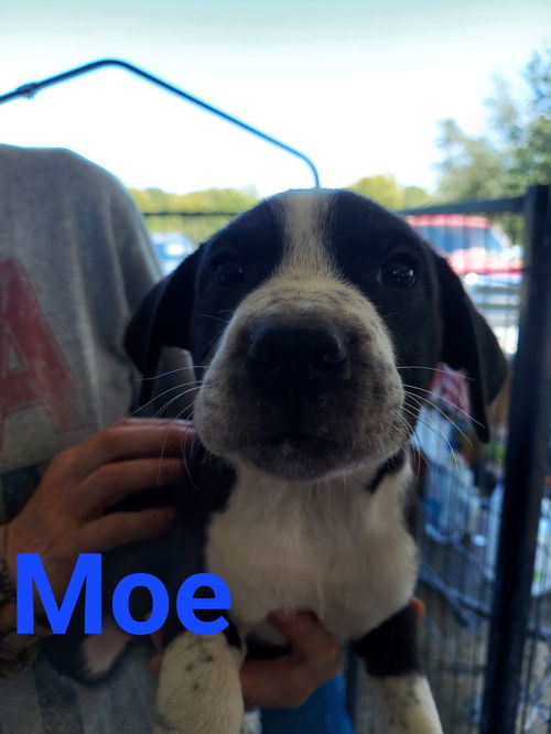 Moe