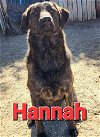 adoptable Dog in  named Hannah