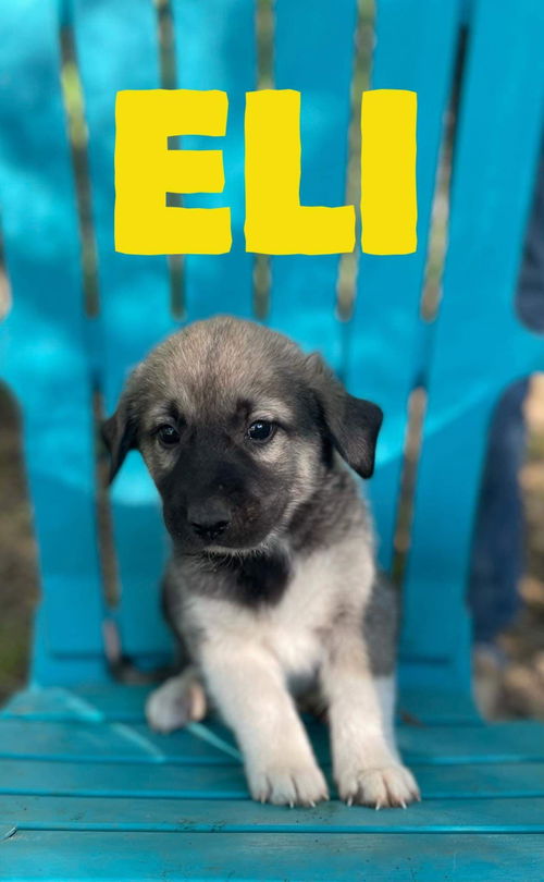 Eli