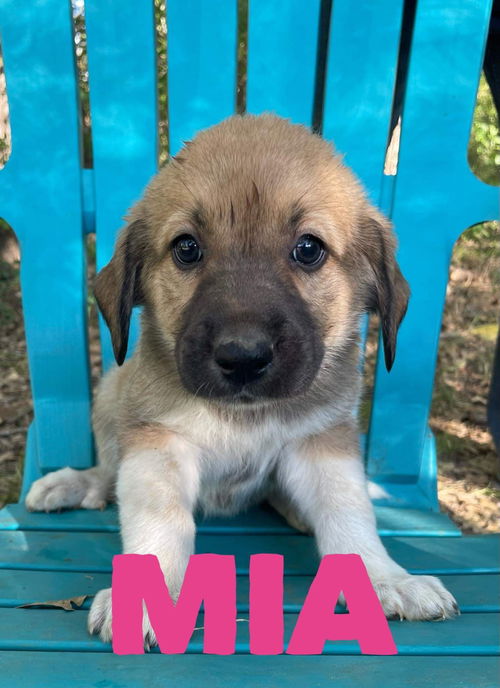 Mia