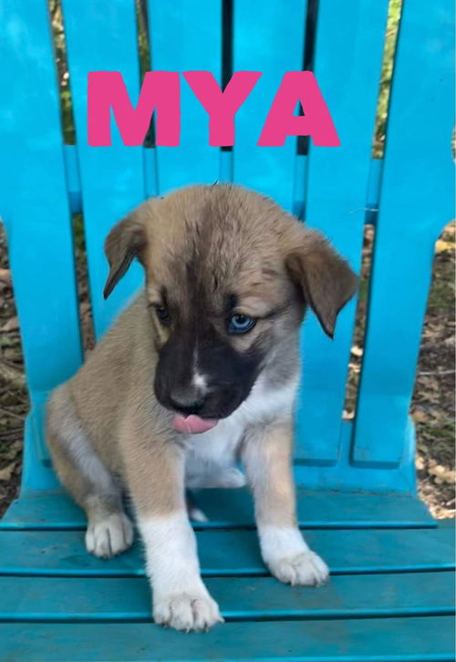 Mya