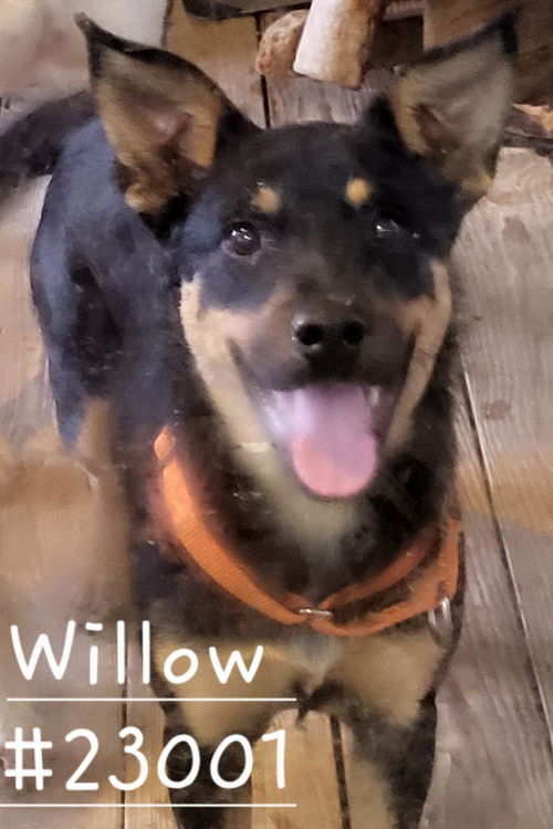 Willow