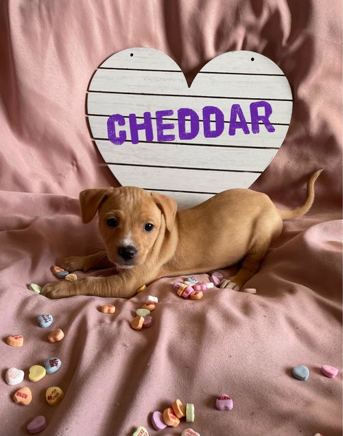 Cheddar (cheese litter)