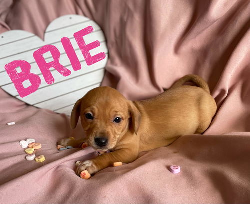 Brie (cheese litter)