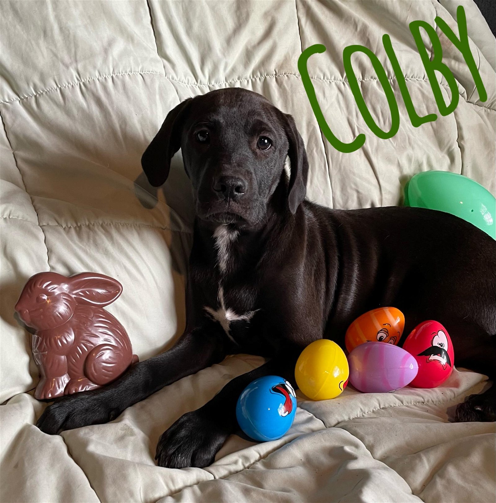 adoptable Dog in Mexia, TX named Colby (cheese litter)