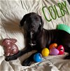 adoptable Dog in  named Colby (cheese litter)