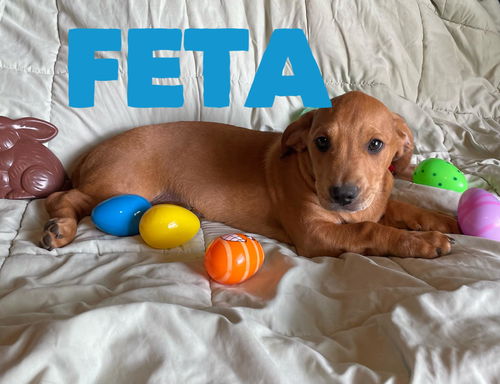 Feta (cheese litter)