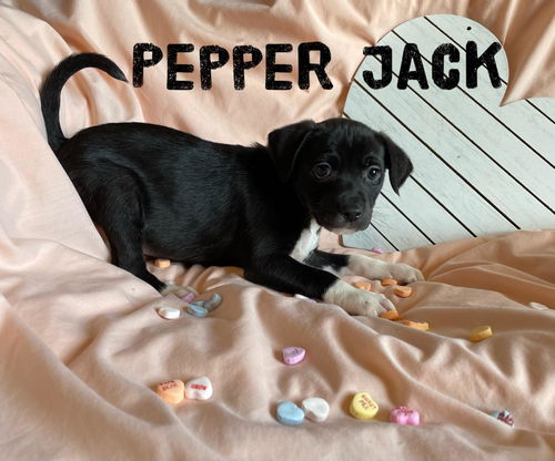 Pepper Jack (cheese litter)