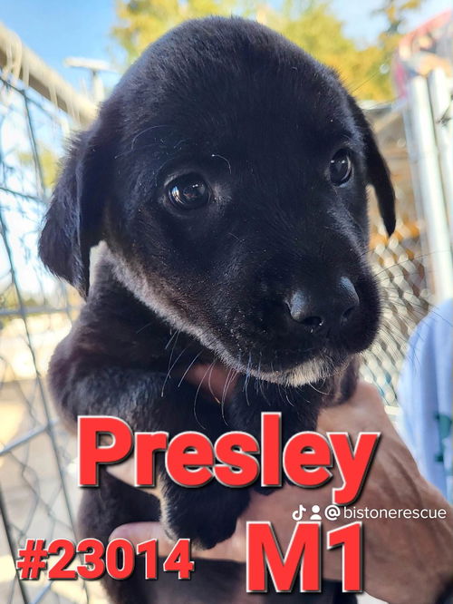 Presley (magnolia litter)