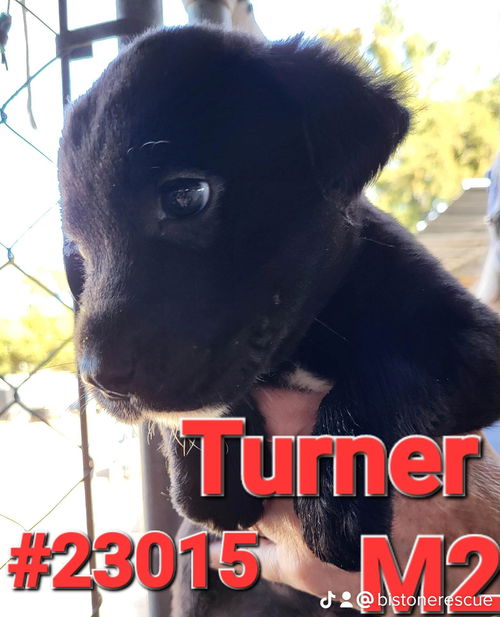 Turner (magnolia litter)