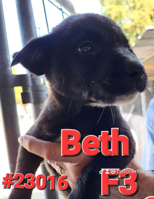 Beth (magnolia litter)