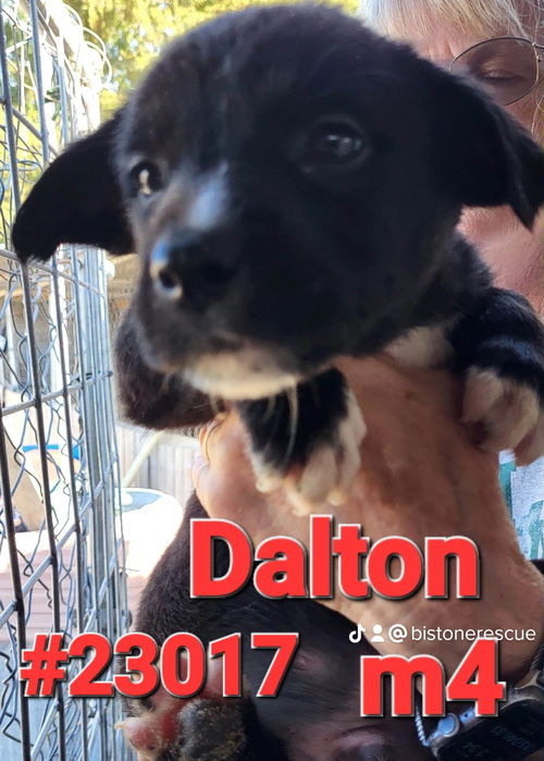 Dalton (magnolia litter)