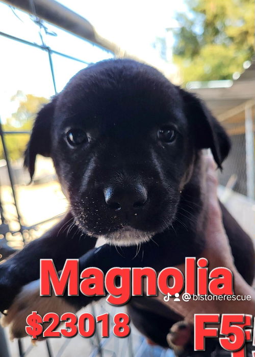 Magnolia (magnolia litter)