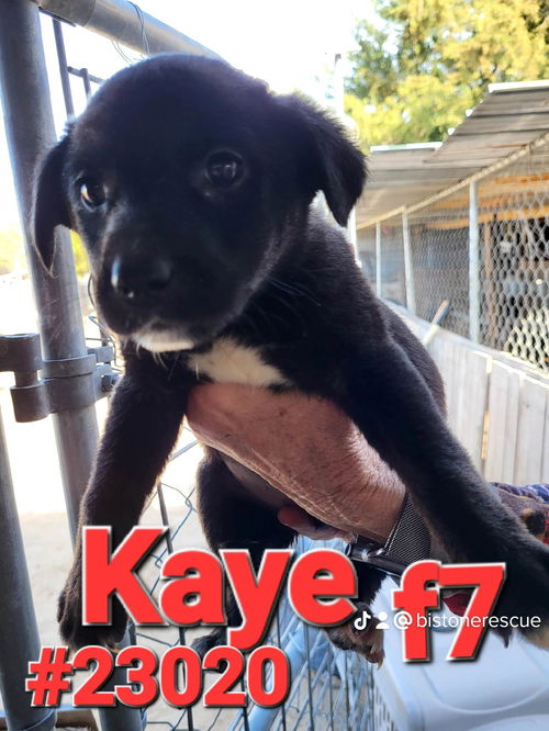 Kaye (magnolia litter)